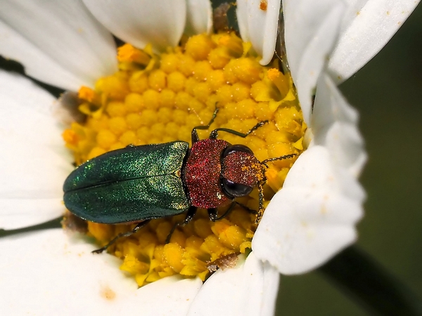 Anthaxia nitidula ♀